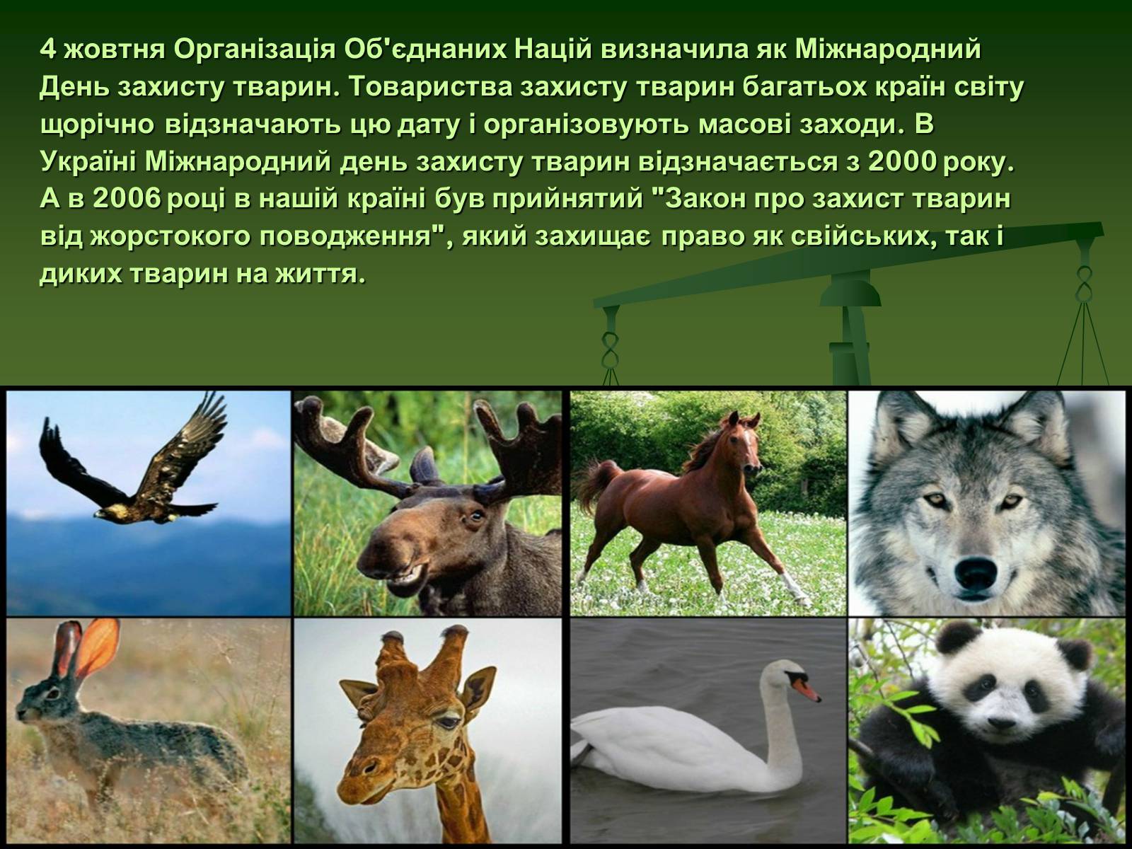 Презентація на тему «Захист тварин в Україні» - Слайд #10 Презентація на тему «Захист тварин в Україні» - Слайд #10