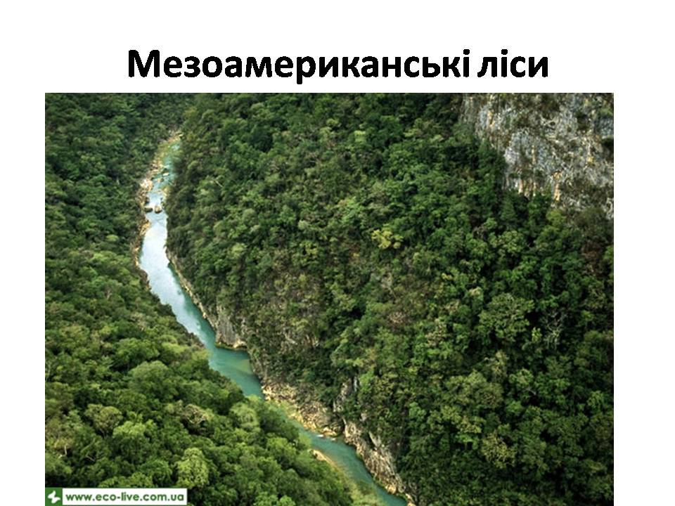 Презентація на тему «Знищення лісів» (варіант 2) - Слайд #21 Презентація на тему «Знищення лісів» (варіант 2) - Слайд #21