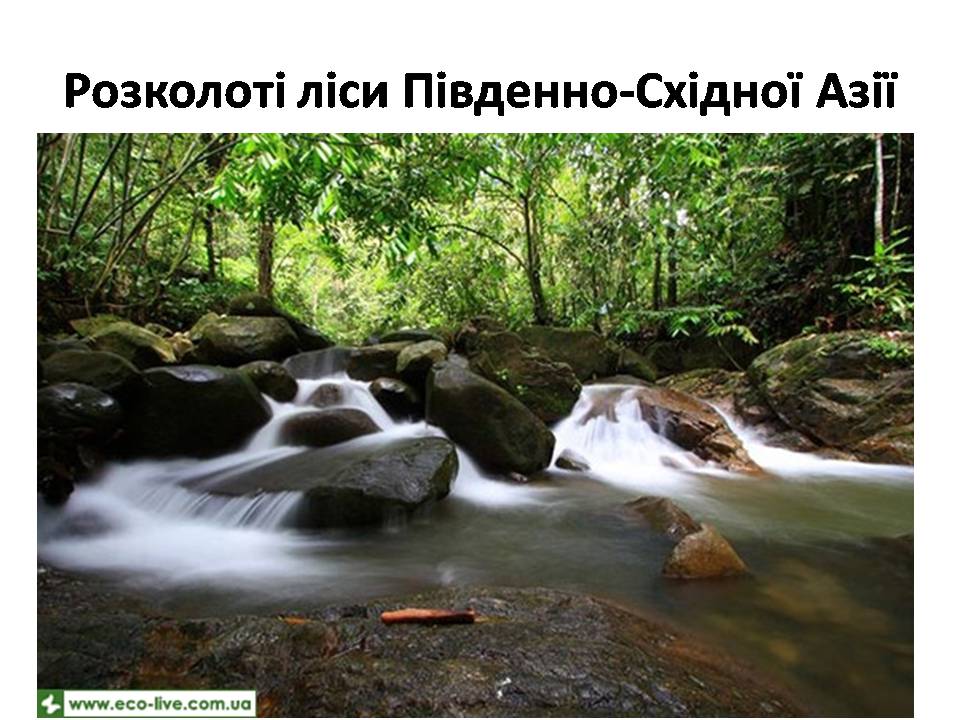 Презентація на тему «Знищення лісів» (варіант 2) - Слайд #23 Презентація на тему «Знищення лісів» (варіант 2) - Слайд #23