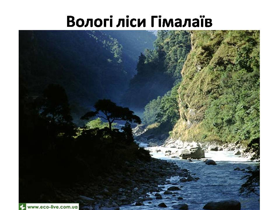 Презентація на тему «Знищення лісів» (варіант 2) - Слайд #25 Презентація на тему «Знищення лісів» (варіант 2) - Слайд #25