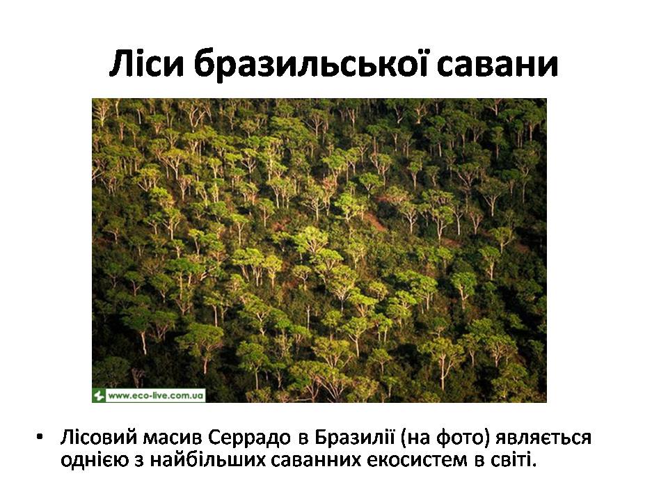Презентація на тему «Знищення лісів» (варіант 2) - Слайд #26 Презентація на тему «Знищення лісів» (варіант 2) - Слайд #26