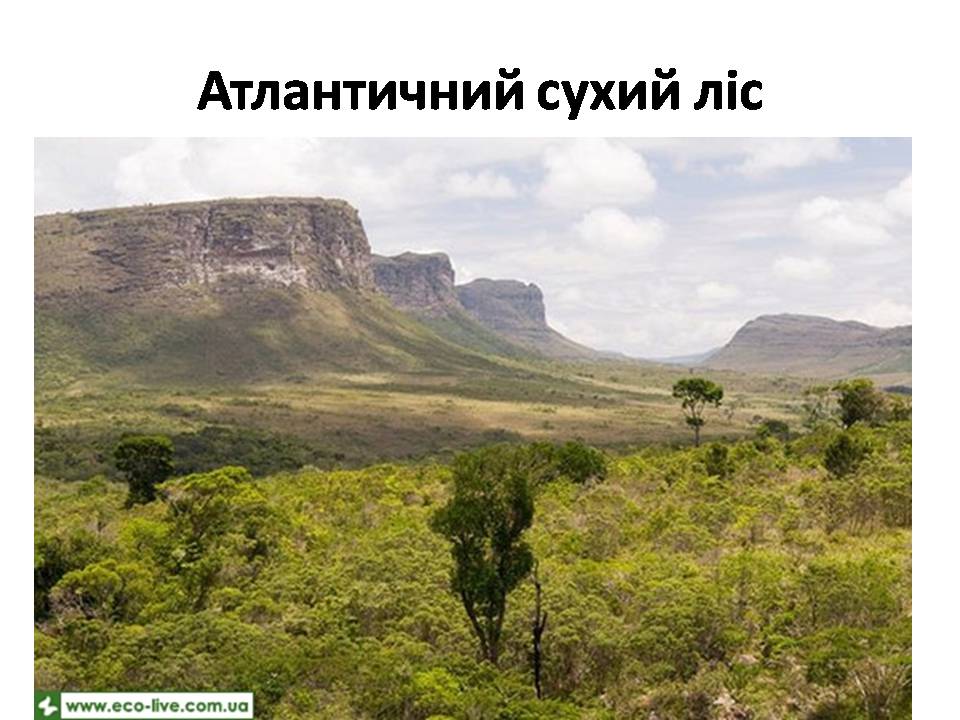 Презентація на тему «Знищення лісів» (варіант 2) - Слайд #27 Презентація на тему «Знищення лісів» (варіант 2) - Слайд #27