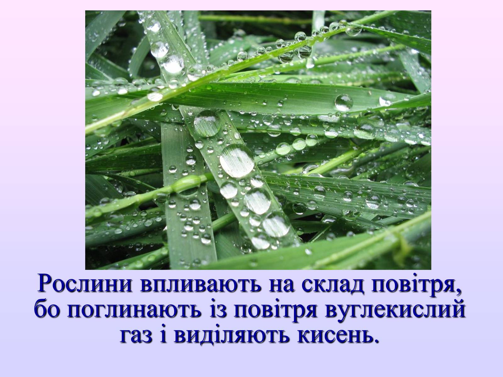 Презентація на тему «Взаємозв’язки в природі» - Слайд #27 Презентація на тему «Взаємозв’язки в природі» - Слайд #27