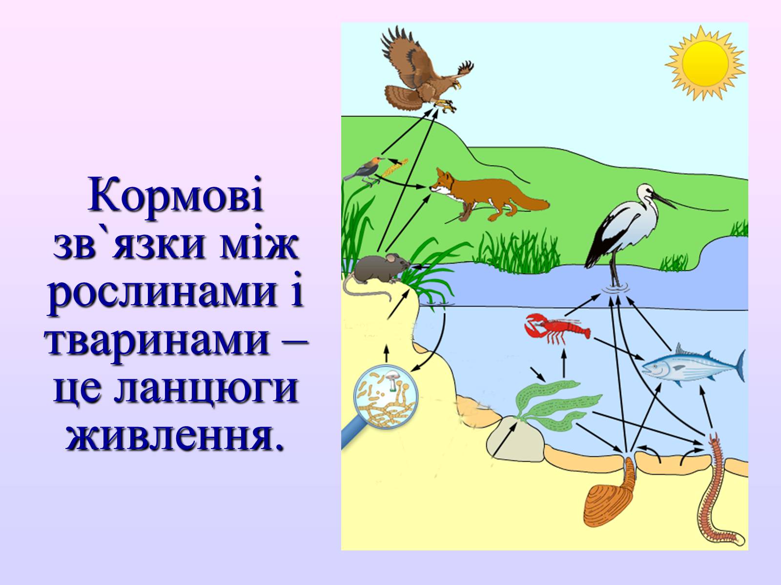 Презентація на тему «Взаємозв’язки в природі» - Слайд #31 Презентація на тему «Взаємозв’язки в природі» - Слайд #31