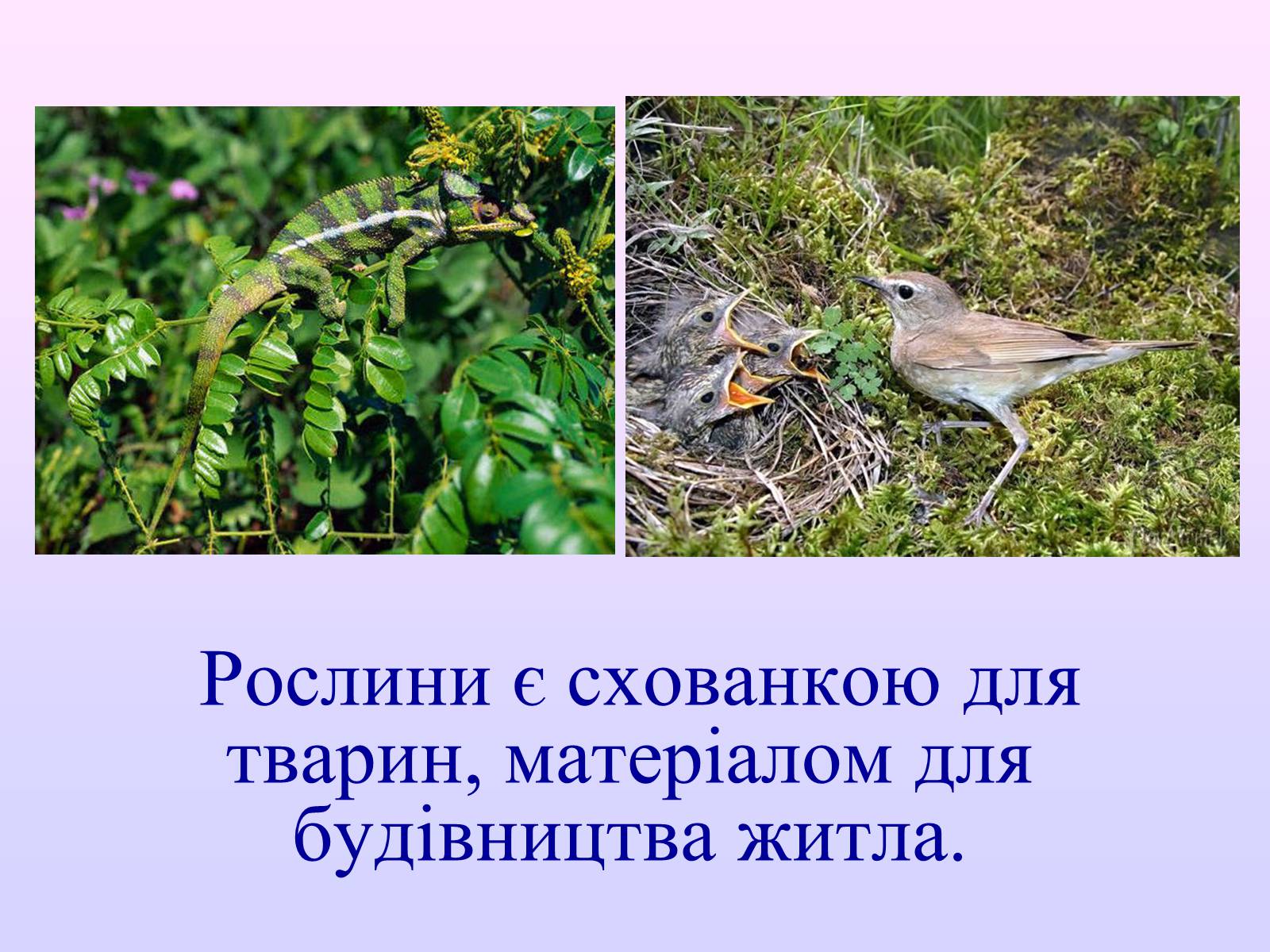 Презентація на тему «Взаємозв’язки в природі» - Слайд #36 Презентація на тему «Взаємозв’язки в природі» - Слайд #36
