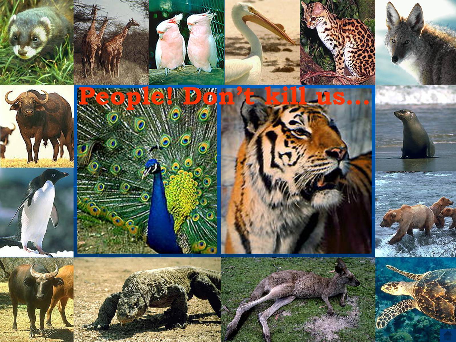 Презентація на тему «The protection of the environment» - Слайд #16 Презентація на тему «The protection of the environment» - Слайд #16