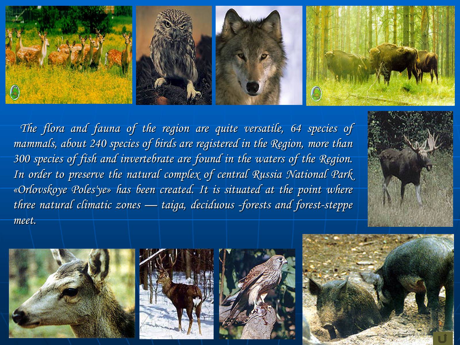 Презентація на тему «The protection of the environment» - Слайд #8 Презентація на тему «The protection of the environment» - Слайд #8