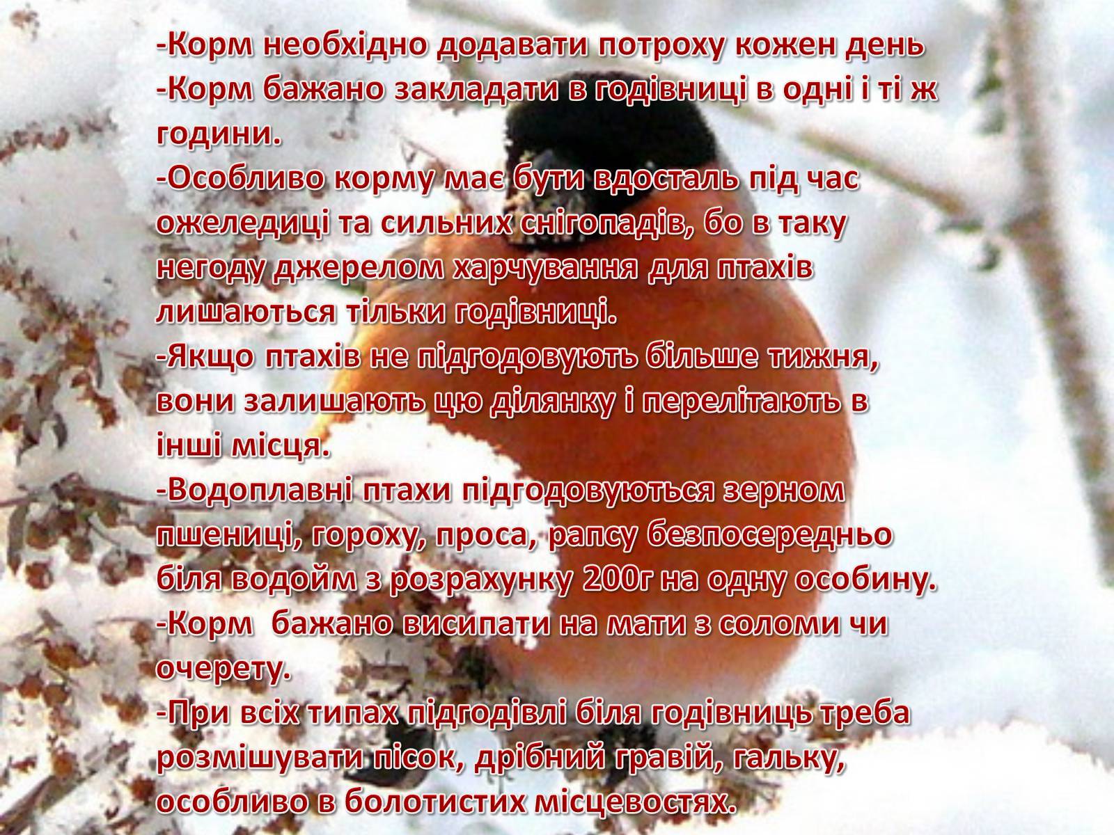 Презентація на тему «Годівнички для птахів» - Слайд #10 Презентація на тему «Годівнички для птахів» - Слайд #10