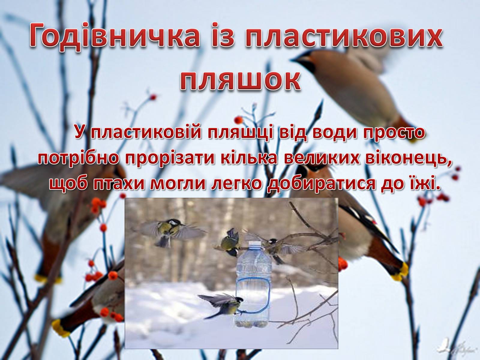 Презентація на тему «Годівнички для птахів» - Слайд #5 Презентація на тему «Годівнички для птахів» - Слайд #5