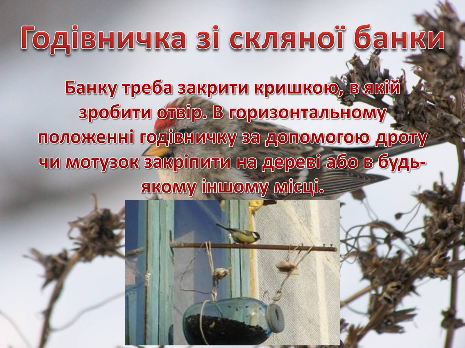 Презентація на тему «Годівнички для птахів» - Слайд #7 Презентація на тему «Годівнички для птахів» - Слайд #7