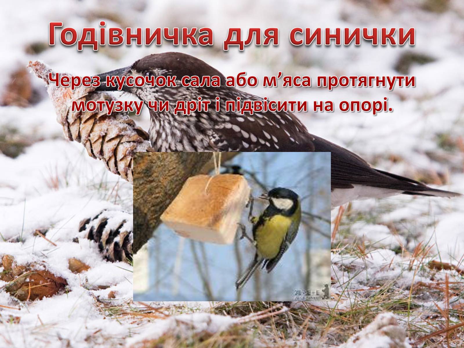 Презентація на тему «Годівнички для птахів» - Слайд #8 Презентація на тему «Годівнички для птахів» - Слайд #8