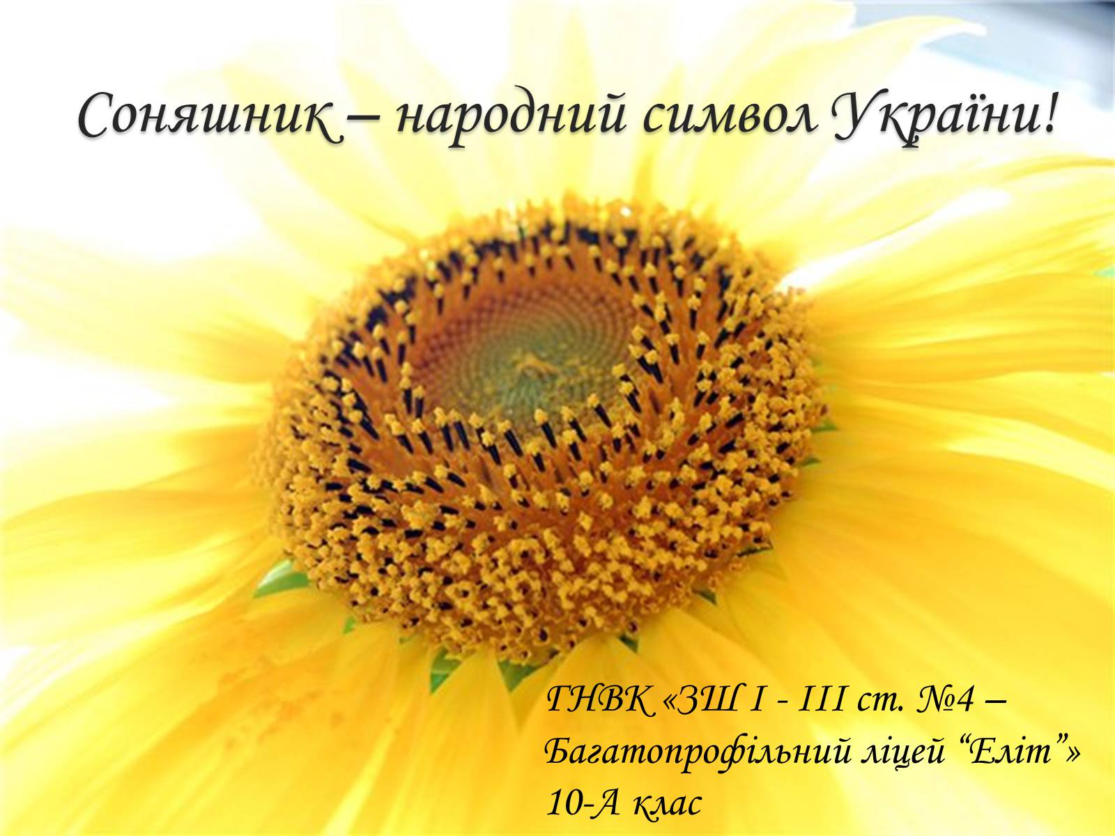 Презентація на тему «Соняшник – народний символ України!» - Слайд #1 Презентація на тему «Соняшник – народний символ України!» - Слайд #1
