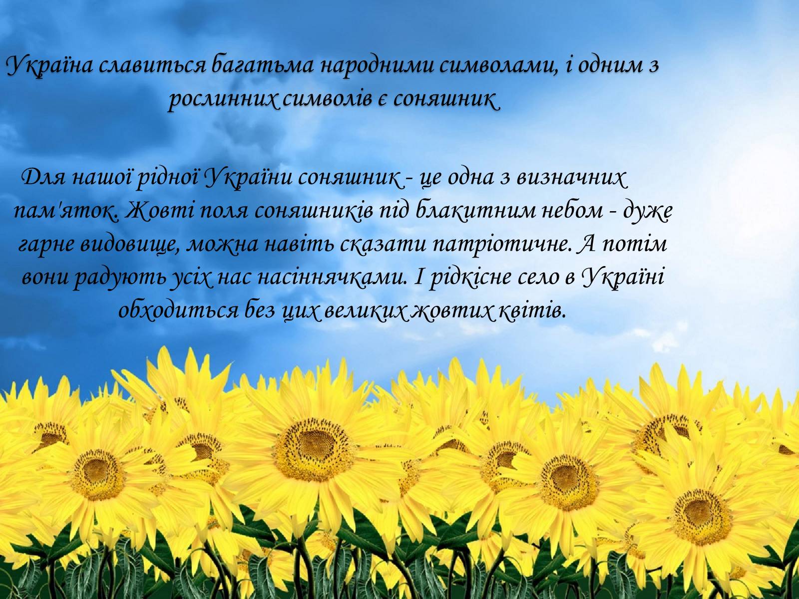 Презентація на тему «Соняшник – народний символ України!» - Слайд #3 Презентація на тему «Соняшник – народний символ України!» - Слайд #3