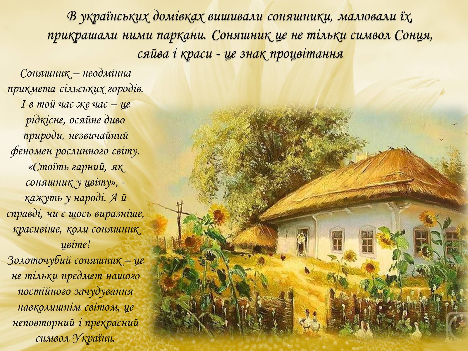 Презентація на тему «Соняшник – народний символ України!» - Слайд #6 Презентація на тему «Соняшник – народний символ України!» - Слайд #6