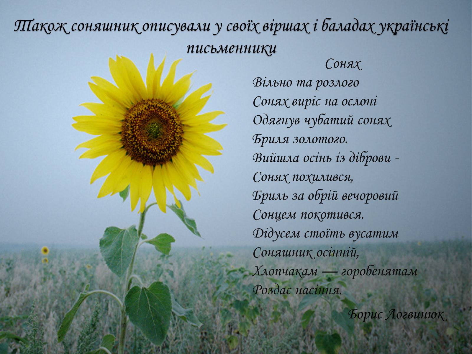 Презентація на тему «Соняшник – народний символ України!» - Слайд #8 Презентація на тему «Соняшник – народний символ України!» - Слайд #8