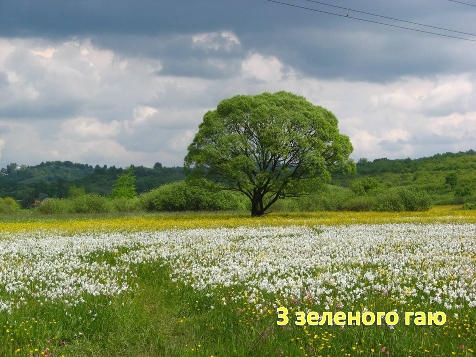 Презентація на тему «Зацвіла в долині...» - Слайд #25 Презентація на тему «Зацвіла в долині...» - Слайд #25