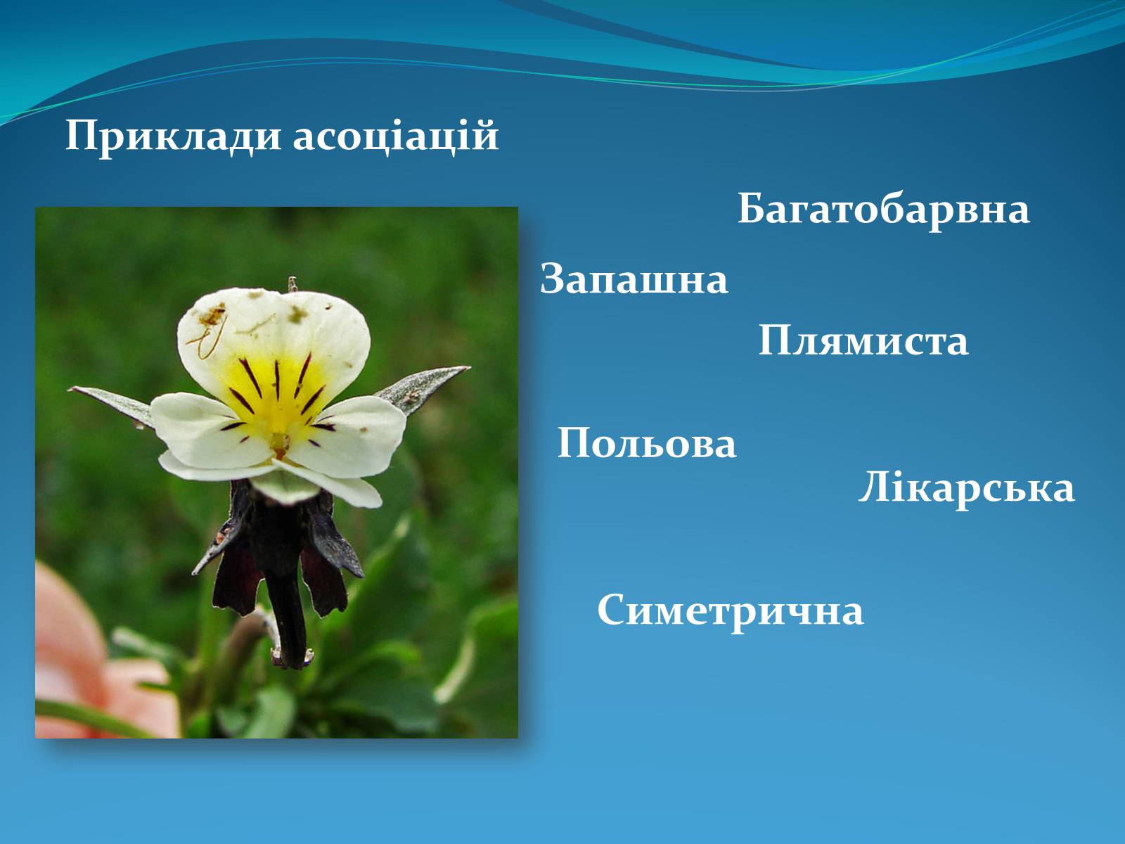 Презентація на тему «Методи творчого та критичного мислення в проектній технології» - Слайд #11 Презентація на тему «Методи творчого та критичного мислення в проектній технології» - Слайд #11
