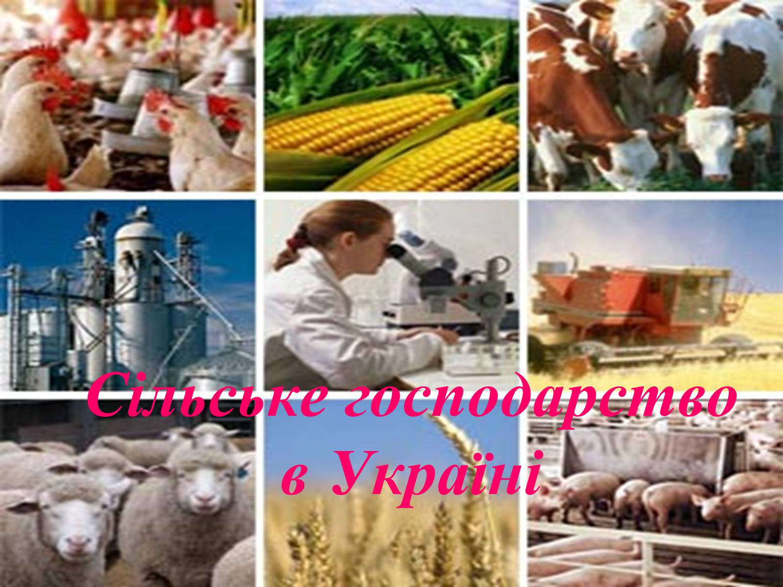 Презентація на тему «Твоя країна — Україна, і ти — її громадянин» - Слайд #23 Презентація на тему «Твоя країна — Україна, і ти — її громадянин» - Слайд #23