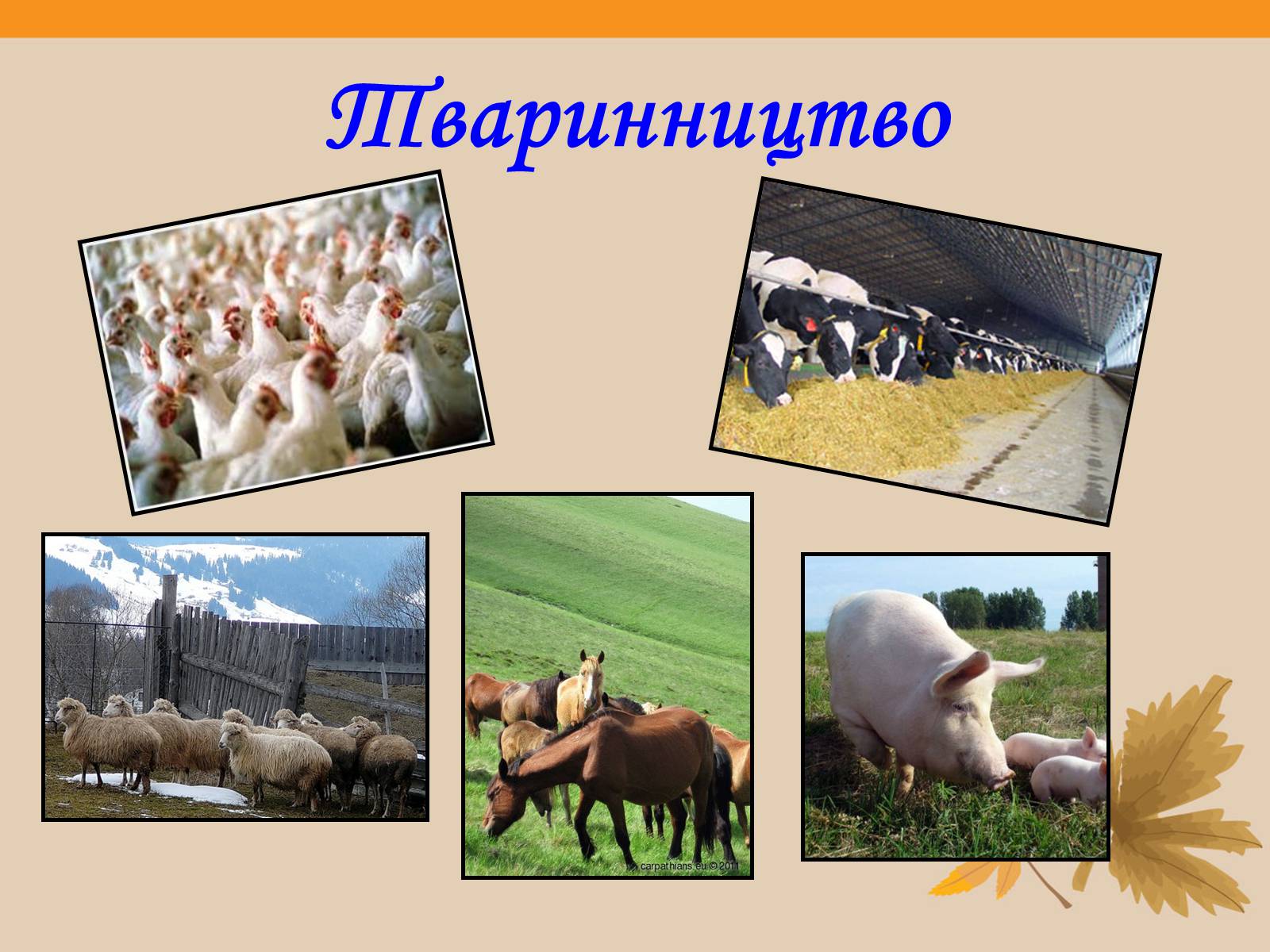Презентація на тему «Твоя країна — Україна, і ти — її громадянин» - Слайд #25 Презентація на тему «Твоя країна — Україна, і ти — її громадянин» - Слайд #25