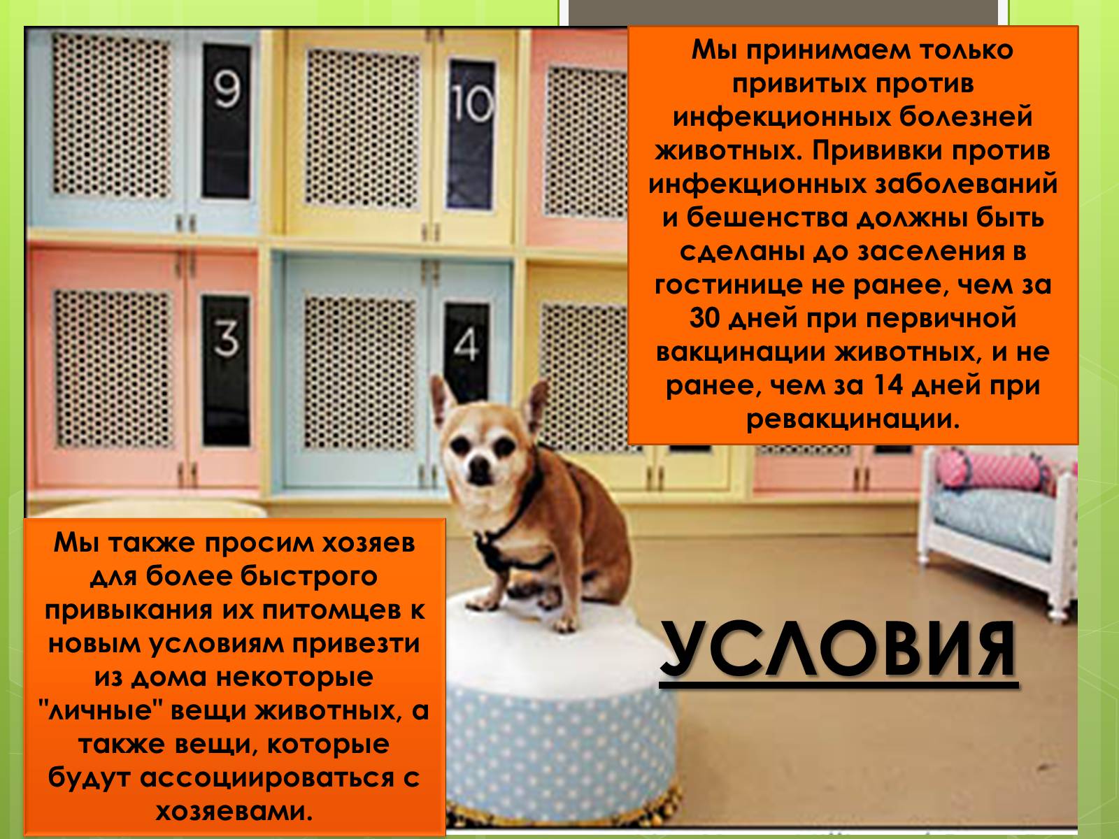 Презентація на тему «Бизнес-план гостиницы для животных» - Слайд #6 Презентація на тему «Бизнес-план гостиницы для животных» - Слайд #6