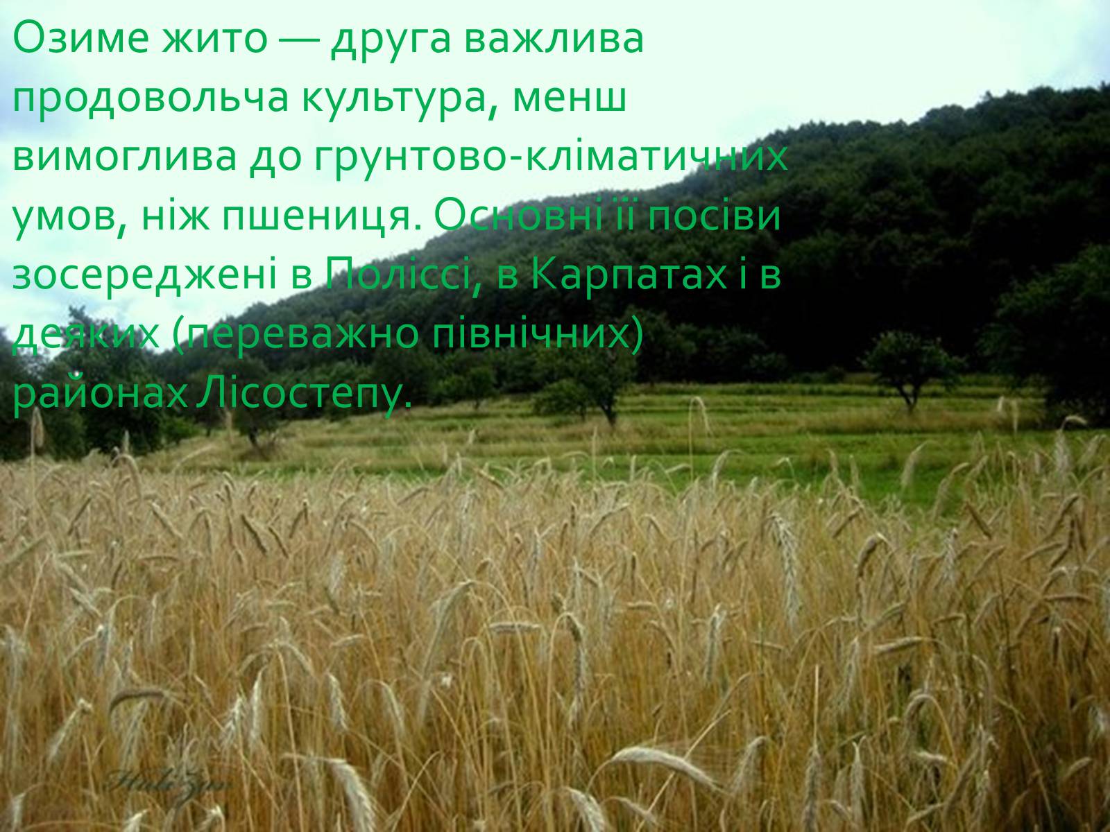 Презентація на тему «Зернове господарство України» - Слайд #18 Презентація на тему «Зернове господарство України» - Слайд #18