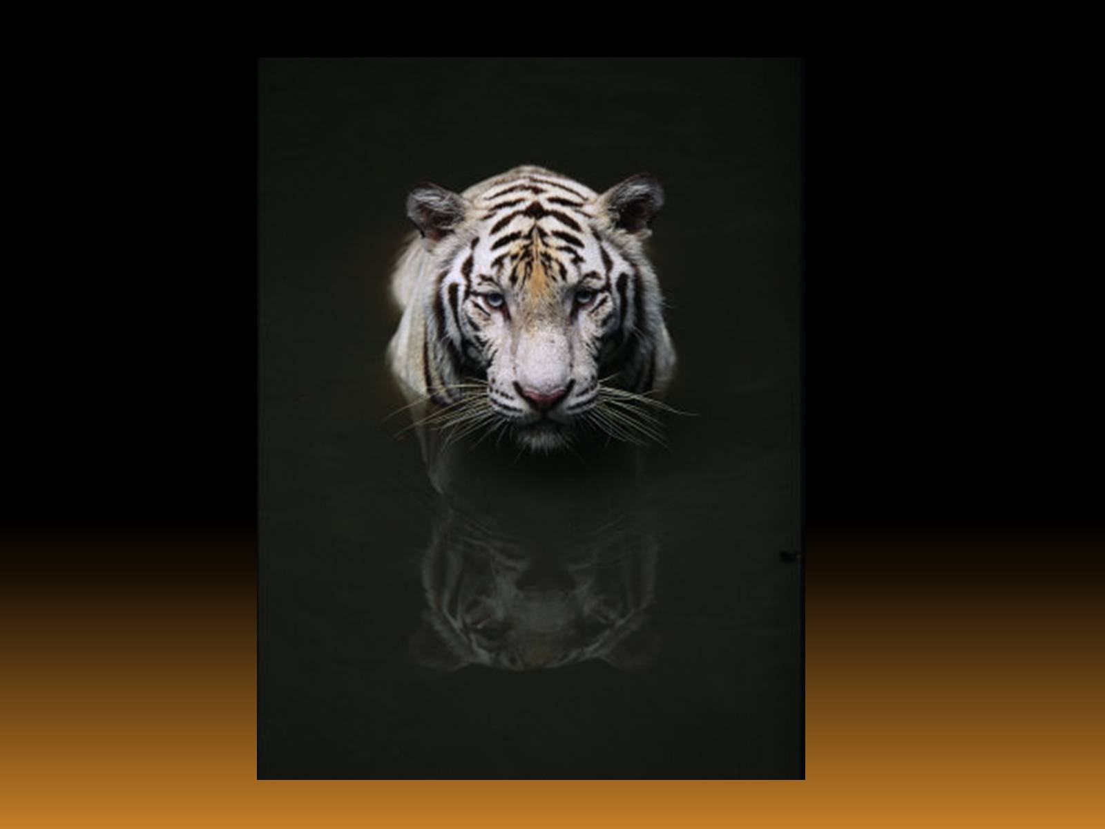 Презентація на тему «White Tiger» - Слайд #8 Презентація на тему «White Tiger» - Слайд #8