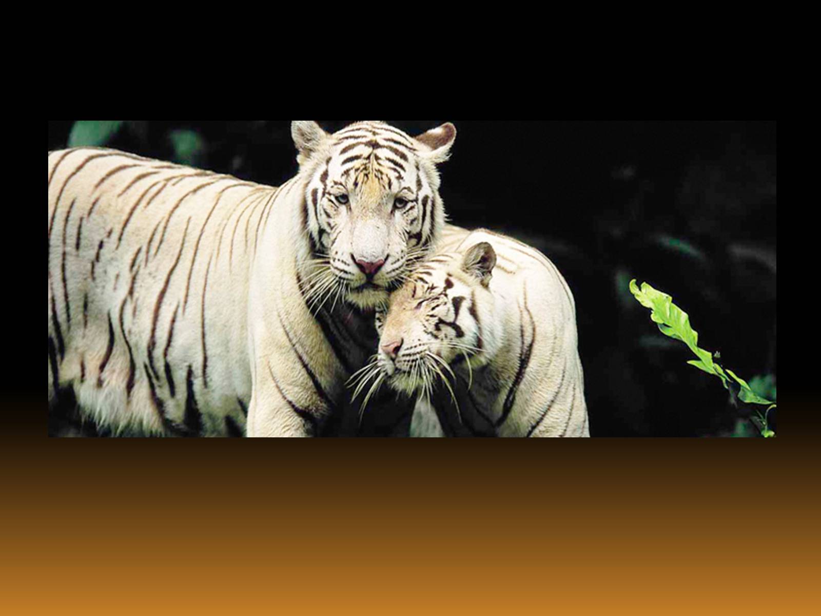 Презентація на тему «White Tiger» - Слайд #9 Презентація на тему «White Tiger» - Слайд #9