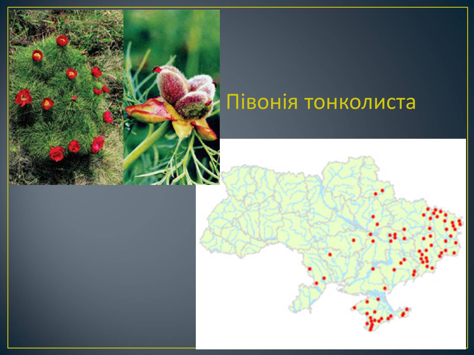 Презентація на тему «Екологічна ситуація в Україні» (варіант 1) - Слайд #103 Презентація на тему «Екологічна ситуація в Україні» (варіант 1) - Слайд #103