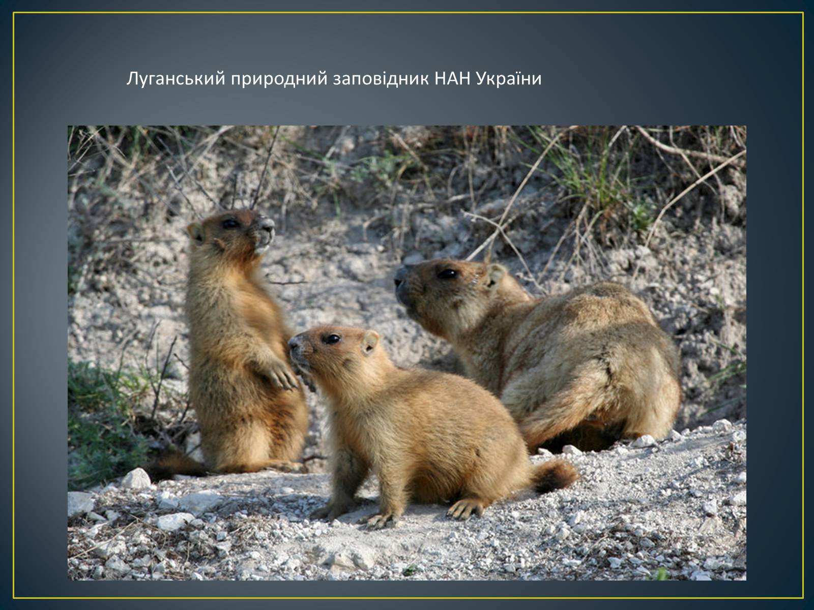 Презентація на тему «Екологічна ситуація в Україні» (варіант 1) - Слайд #23 Презентація на тему «Екологічна ситуація в Україні» (варіант 1) - Слайд #23