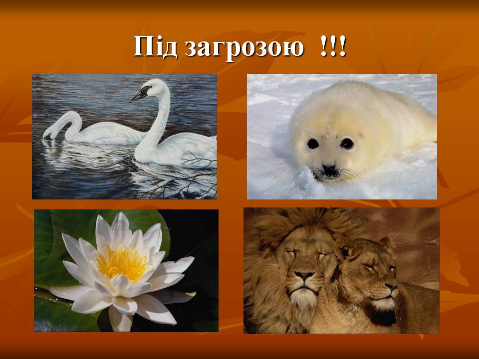 Презентація на тему «Екологічні проблеми» (варіант 16) - Слайд #20 Презентація на тему «Екологічні проблеми» (варіант 16) - Слайд #20
