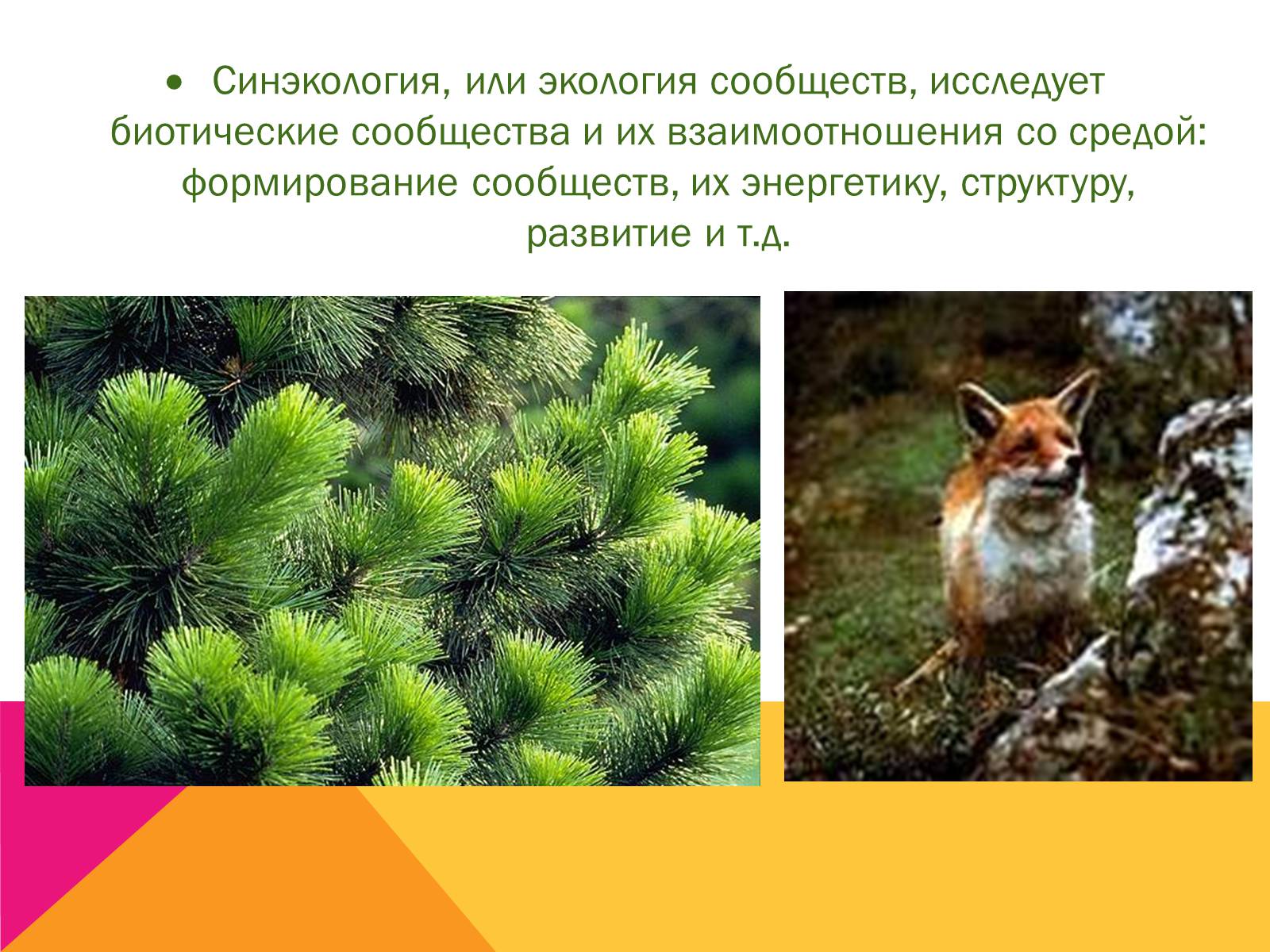 Презентація на тему «Экология, как наука: ее предмет и задачи» - Слайд #21 Презентація на тему «Экология, как наука: ее предмет и задачи» - Слайд #21