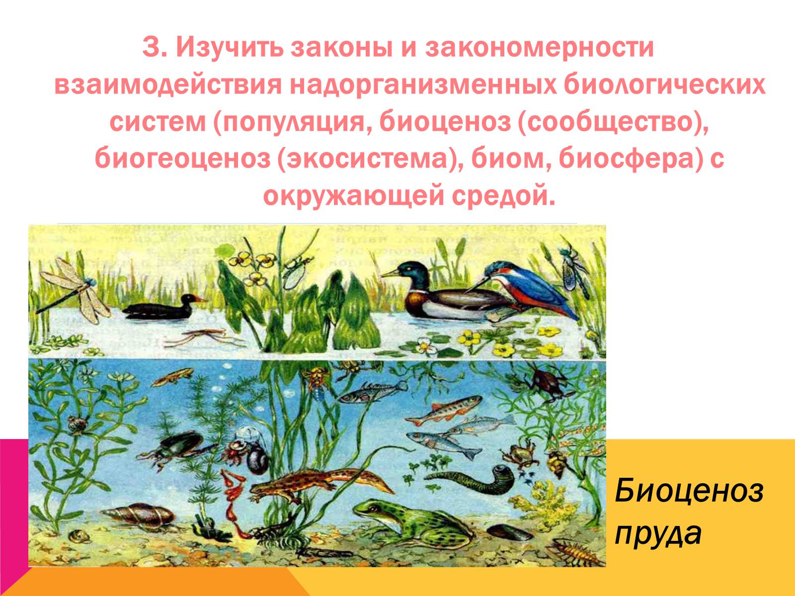 Презентація на тему «Экология, как наука: ее предмет и задачи» - Слайд #9 Презентація на тему «Экология, как наука: ее предмет и задачи» - Слайд #9