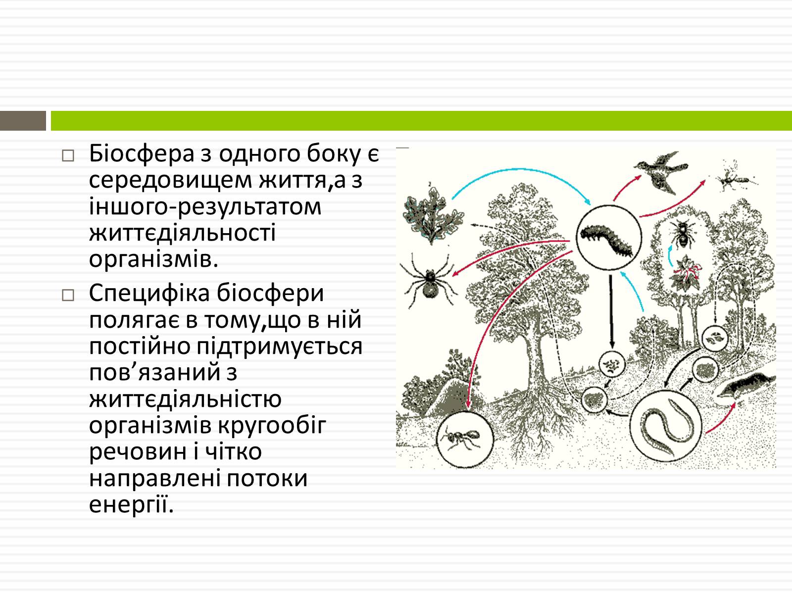 Презентація на тему «Біосфера.Основні положення вчень В.Вернадського про біосферу» - Слайд #4 Презентація на тему «Біосфера.Основні положення вчень В.Вернадського про біосферу» - Слайд #4
