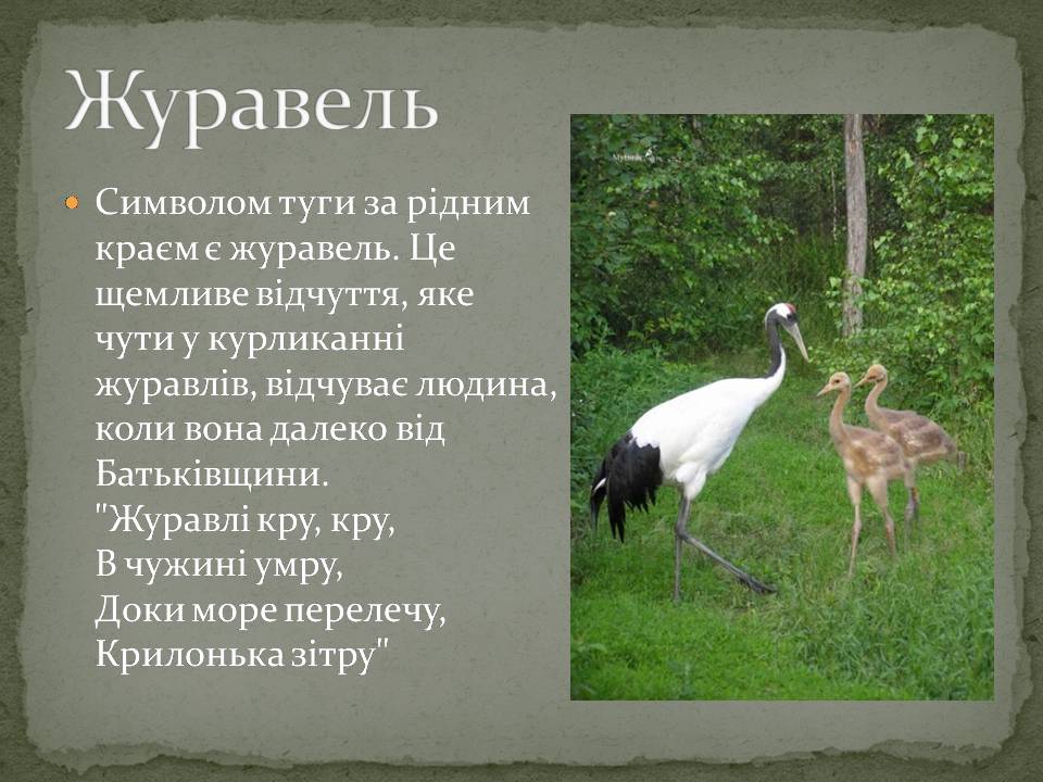 Презентація на тему «Народні символи України» (варіант 2) - Слайд #11 Презентація на тему «Народні символи України» (варіант 2) - Слайд #11