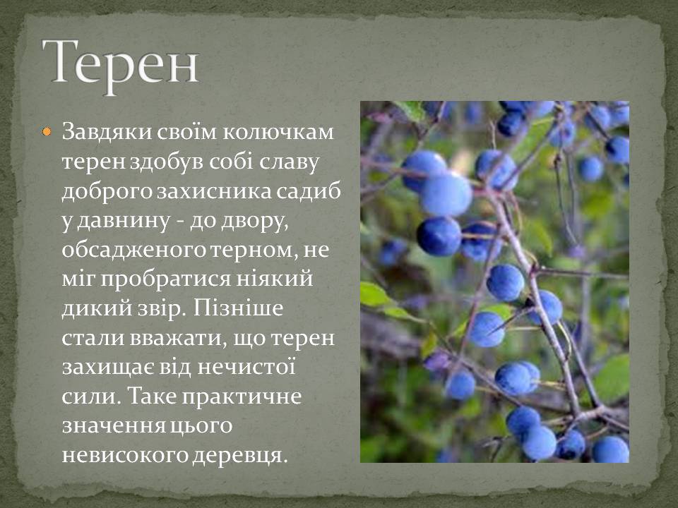 Презентація на тему «Народні символи України» (варіант 2) - Слайд #3 Презентація на тему «Народні символи України» (варіант 2) - Слайд #3