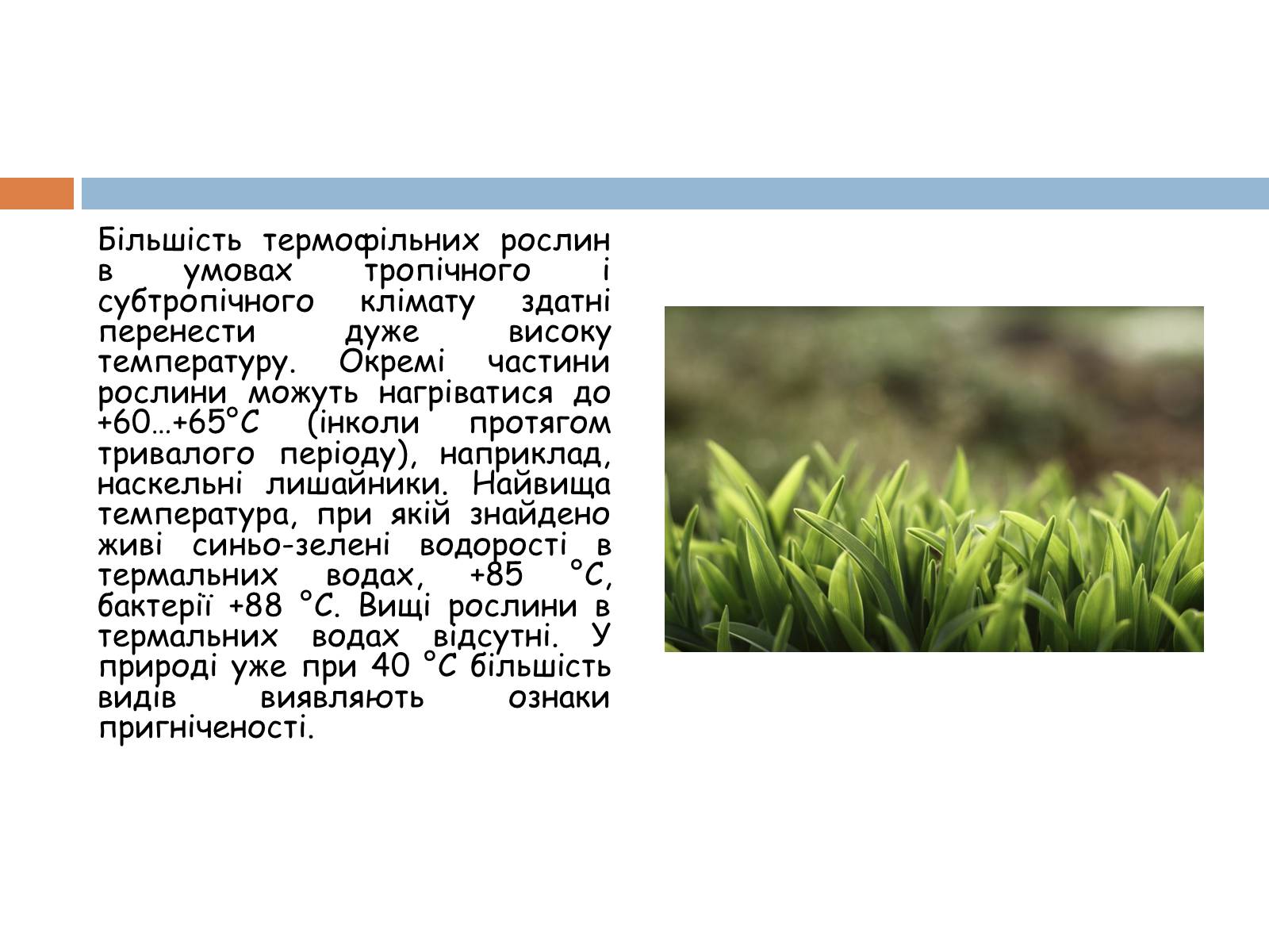 Презентація на тему «Екологічні фактори» (варіант 2) - Слайд #11 Презентація на тему «Екологічні фактори» (варіант 2) - Слайд #11