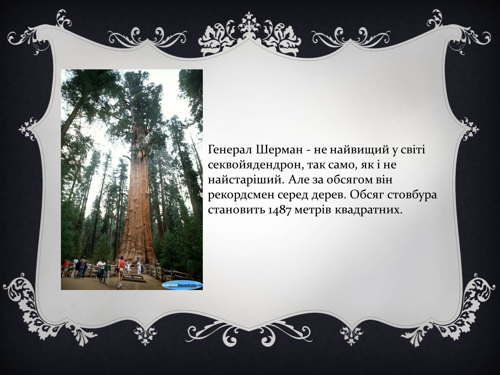 Презентація на тему «Цікаві факти з книги рекордів Гіннеса» - Слайд #14 Презентація на тему «Цікаві факти з книги рекордів Гіннеса» - Слайд #14