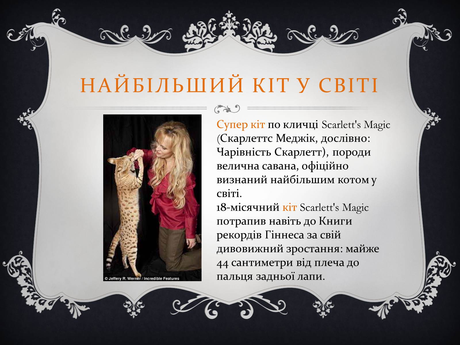 Презентація на тему «Цікаві факти з книги рекордів Гіннеса» - Слайд #3 Презентація на тему «Цікаві факти з книги рекордів Гіннеса» - Слайд #3