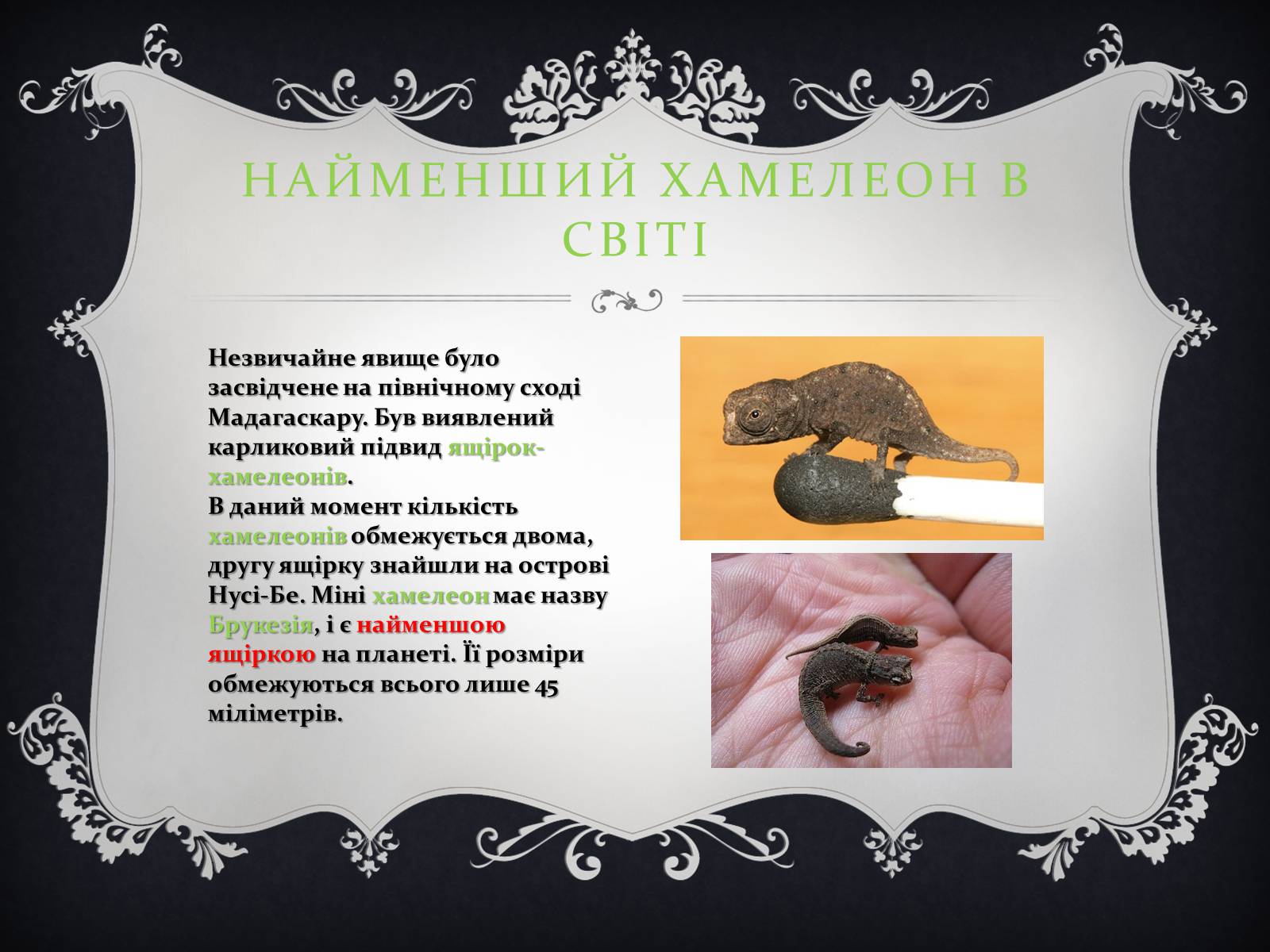 Презентація на тему «Цікаві факти з книги рекордів Гіннеса» - Слайд #4 Презентація на тему «Цікаві факти з книги рекордів Гіннеса» - Слайд #4
