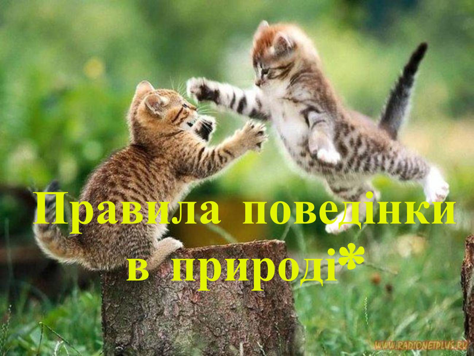 Презентація на тему «Правила поведінки в природі» - Слайд #1 Презентація на тему «Правила поведінки в природі» - Слайд #1