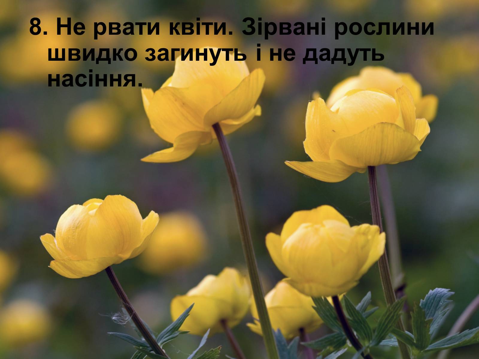 Презентація на тему «Правила поведінки в природі» - Слайд #10 Презентація на тему «Правила поведінки в природі» - Слайд #10