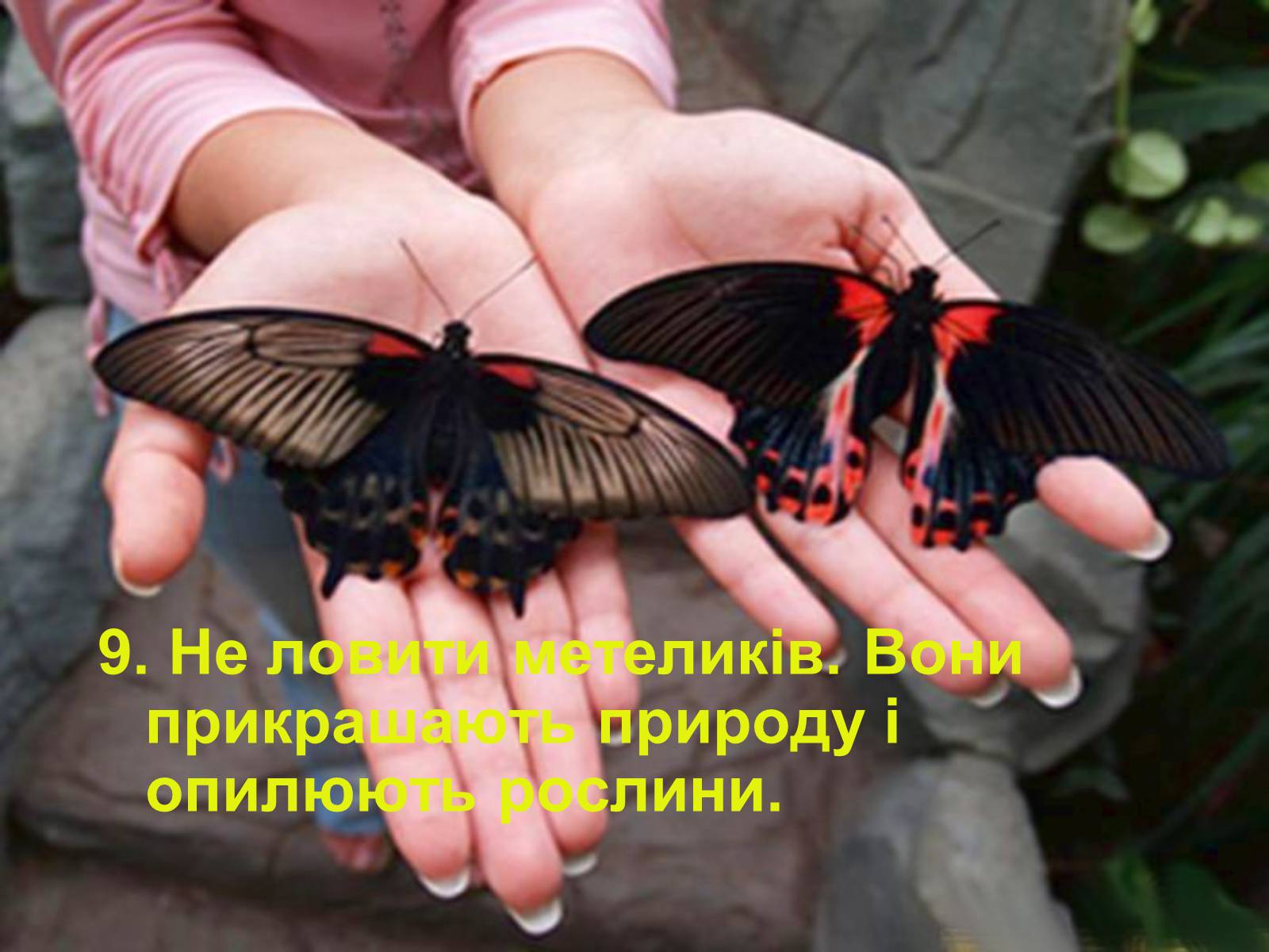 Презентація на тему «Правила поведінки в природі» - Слайд #11 Презентація на тему «Правила поведінки в природі» - Слайд #11