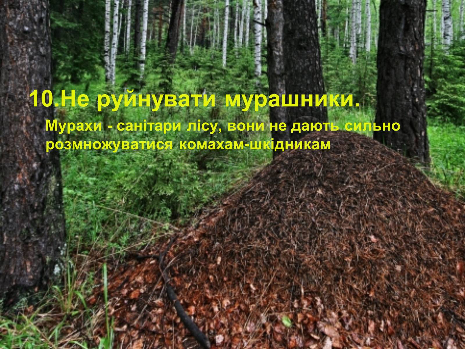 Презентація на тему «Правила поведінки в природі» - Слайд #12 Презентація на тему «Правила поведінки в природі» - Слайд #12