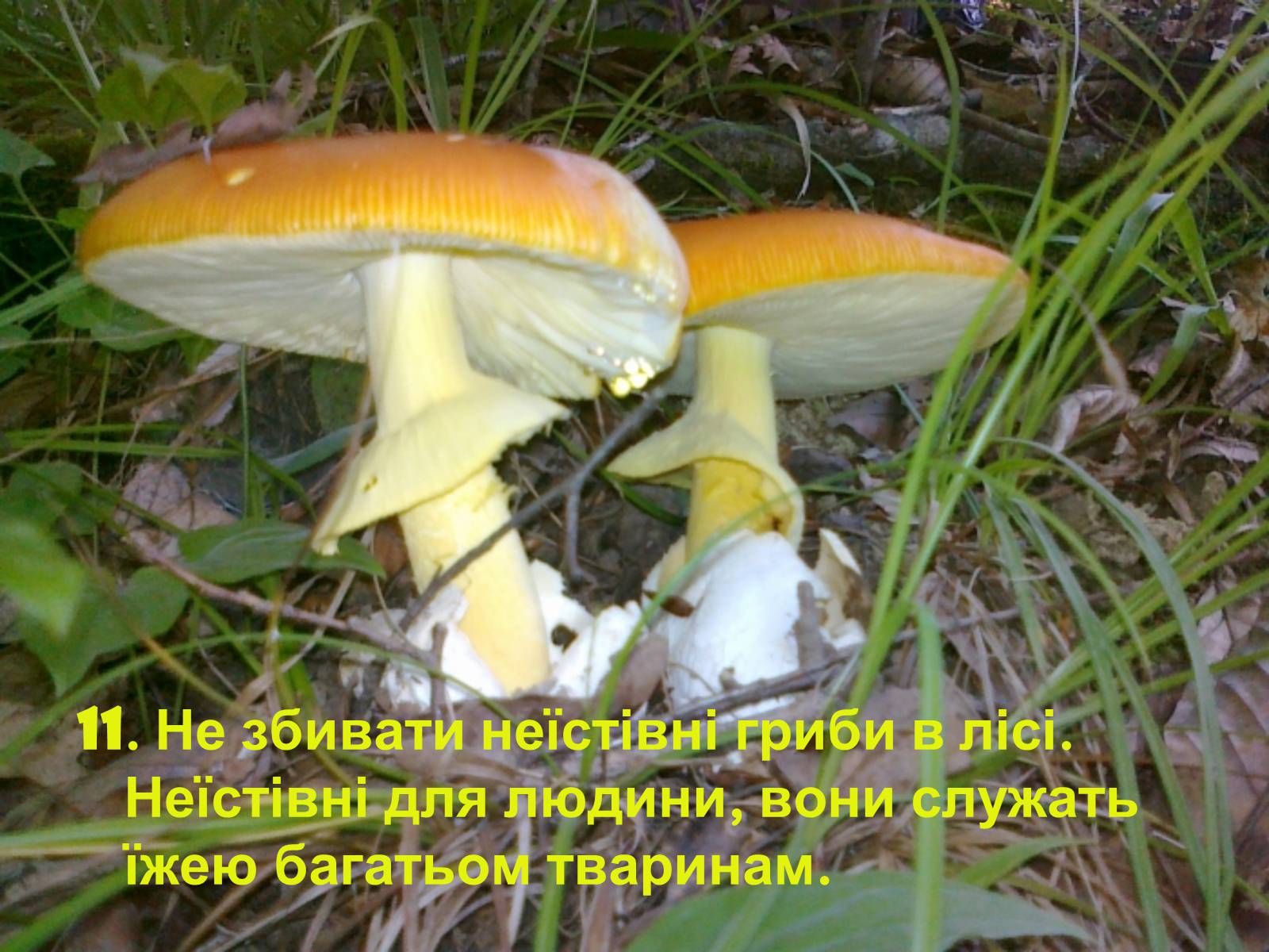 Презентація на тему «Правила поведінки в природі» - Слайд #13 Презентація на тему «Правила поведінки в природі» - Слайд #13