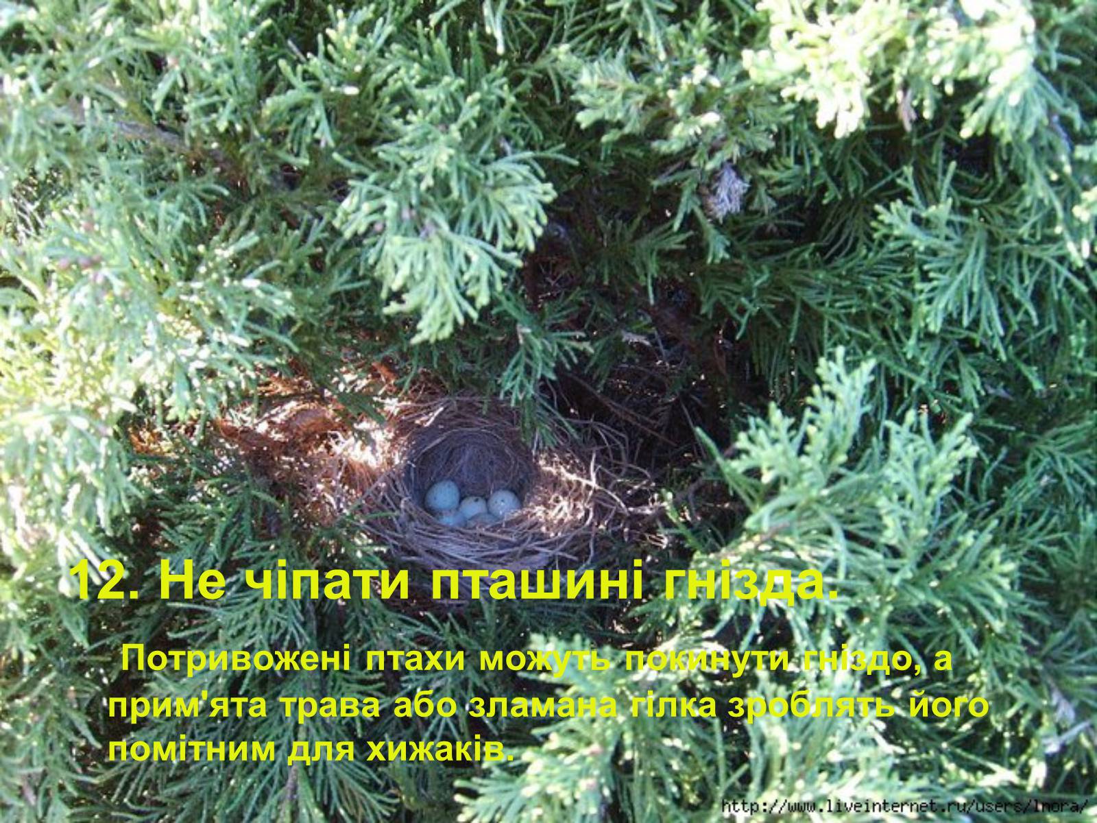 Презентація на тему «Правила поведінки в природі» - Слайд #14 Презентація на тему «Правила поведінки в природі» - Слайд #14
