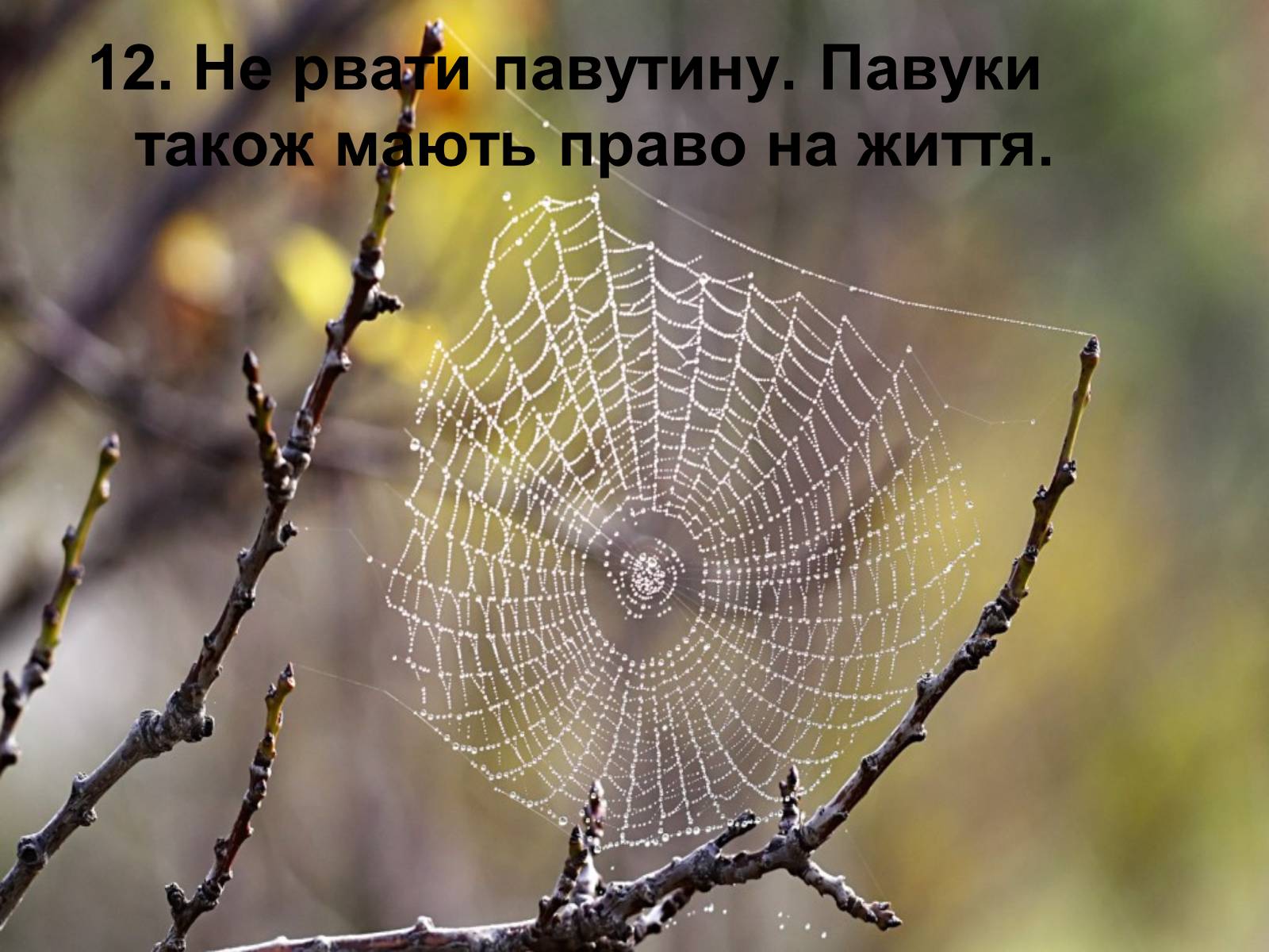 Презентація на тему «Правила поведінки в природі» - Слайд #15 Презентація на тему «Правила поведінки в природі» - Слайд #15