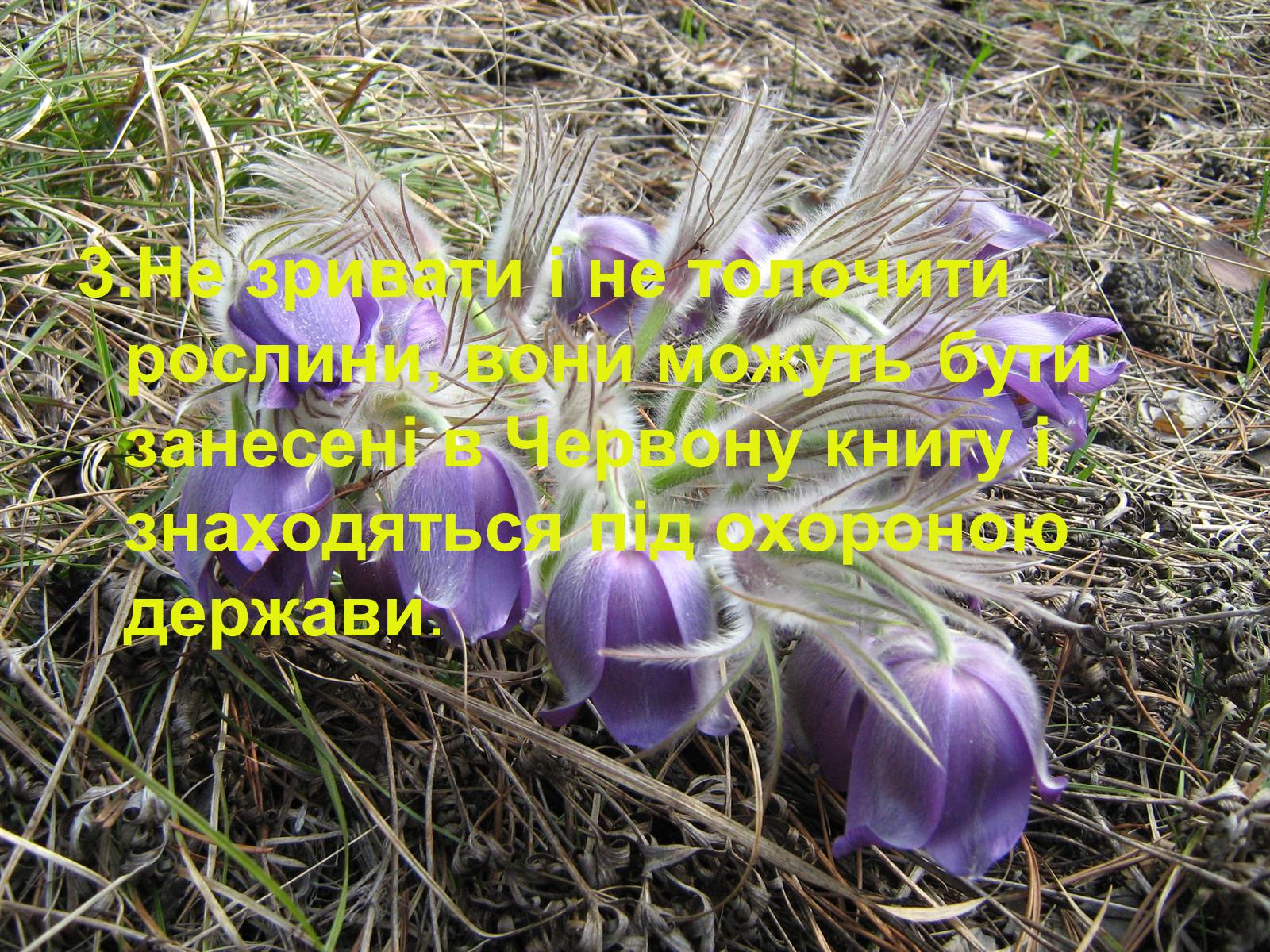 Презентація на тему «Правила поведінки в природі» - Слайд #4 Презентація на тему «Правила поведінки в природі» - Слайд #4