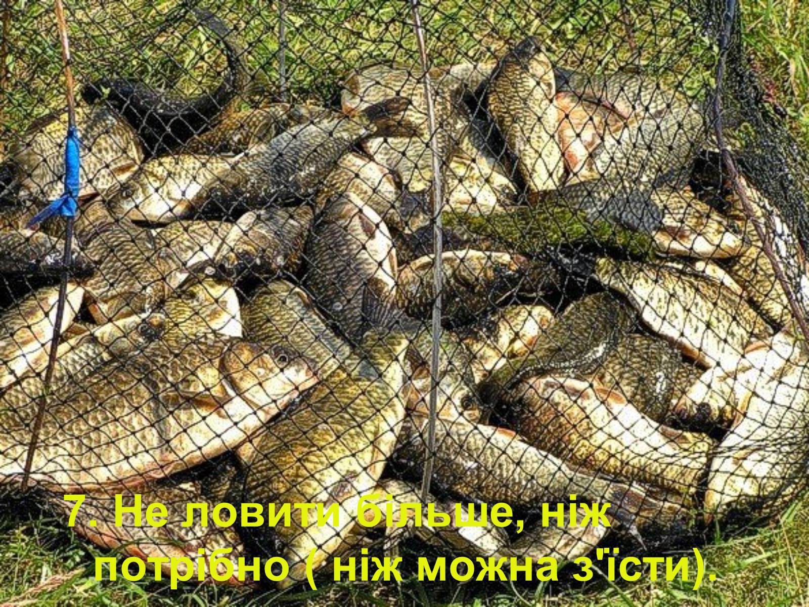 Презентація на тему «Правила поведінки в природі» - Слайд #8 Презентація на тему «Правила поведінки в природі» - Слайд #8