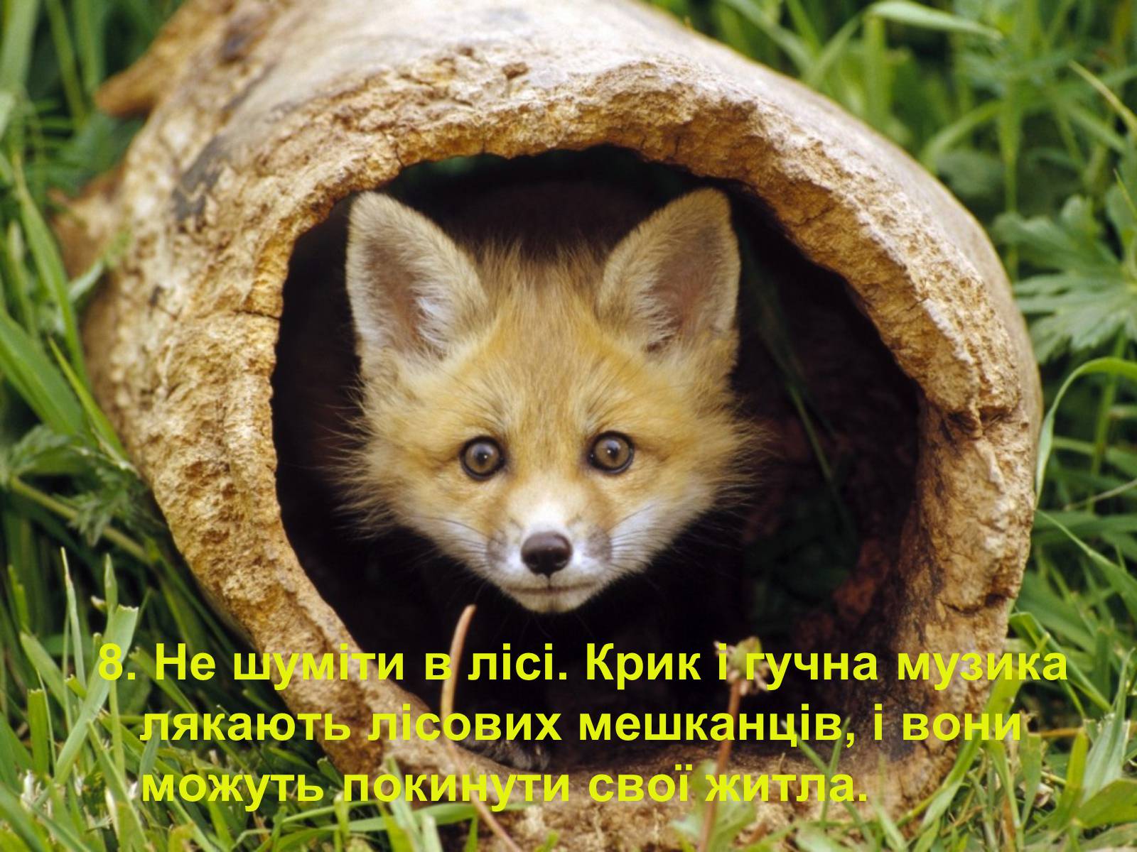 Презентація на тему «Правила поведінки в природі» - Слайд #9 Презентація на тему «Правила поведінки в природі» - Слайд #9