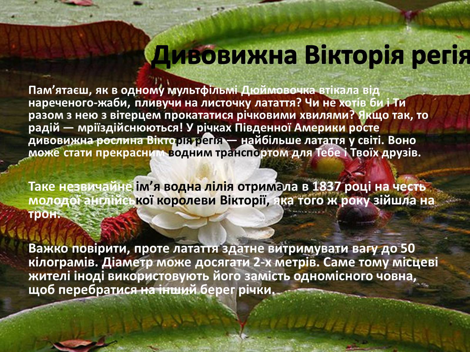 Презентація на тему «Рекорди Гінеса рослин і тварин» - Слайд #4 Презентація на тему «Рекорди Гінеса рослин і тварин» - Слайд #4
